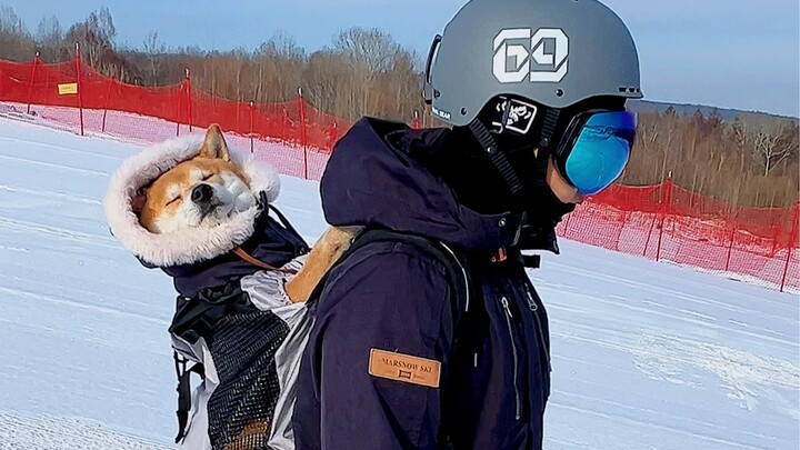 Toàn bộ quá trình đưa cún đi trượt tuyết!
