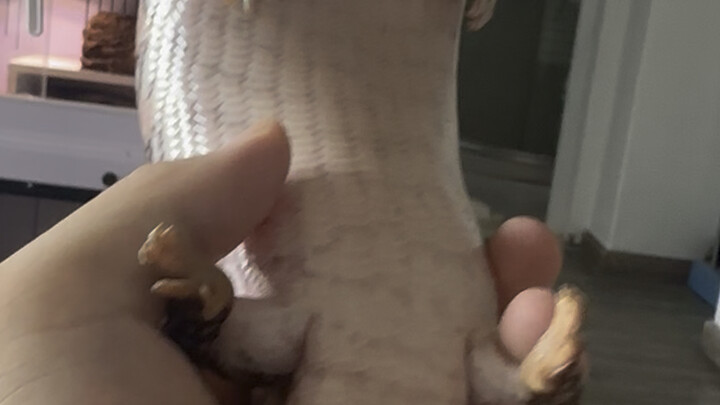 Looks like a shoe sole—eat, then sleep, then eat again. So fat!