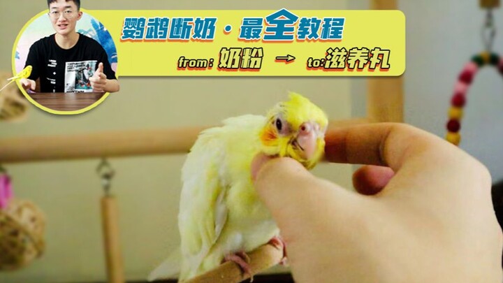【Kepala Besar Juga Daging Segar】Panduan Lengkap di Seluruh Internet untuk Merawat Burung Beo dengan 