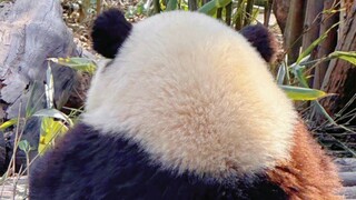 Aku hampir ketawa! Akhirnya aku ngerti kenapa Hua Hua jadi panda yang paling gampang dikenali! Dia s