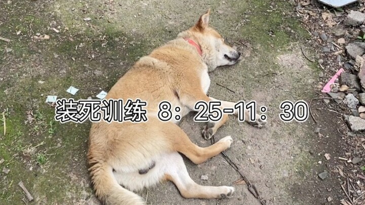 包邮区某地土狗自律的一天，卷到你很抱歉