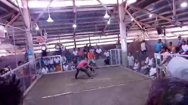 merida Gallera 2 wins 1st fight Draw