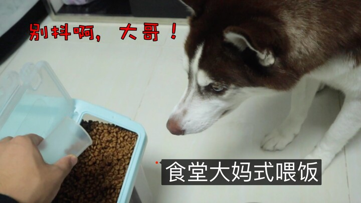 Apa yang akan dilakukan Siberian Husky saat diberi makan ala tante kantin?