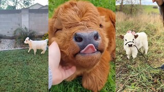 Niu Niu: Họ gọi tôi là chó con ăn cỏ