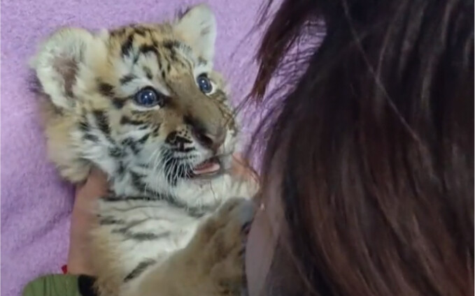 Kissing the kitten non-stop—so much that it’s practically calling the cops!