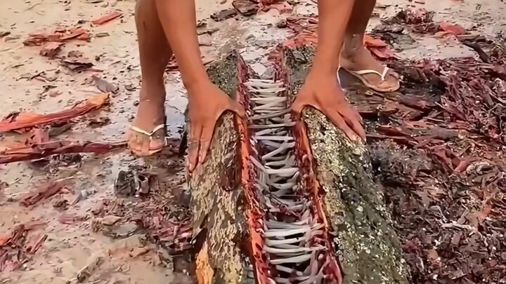 แมลงชนิดนี้มีพิษไหม!