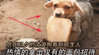 Chó hoang nhìn thấy người lạ, liền lấy ra miếng bánh mì duy nhất của mình để chia sẻ món ngon với co