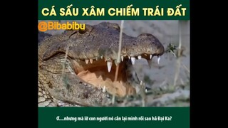 CÁ SẤU CÀ KHỊA XÂM CHIẾM THẾ GIỚI #funny