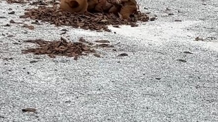 Ia sebenarnya tidak mengetahui bahwa ia sedang mengembara, ia hanya mengetahui bahwa hari ini mataha