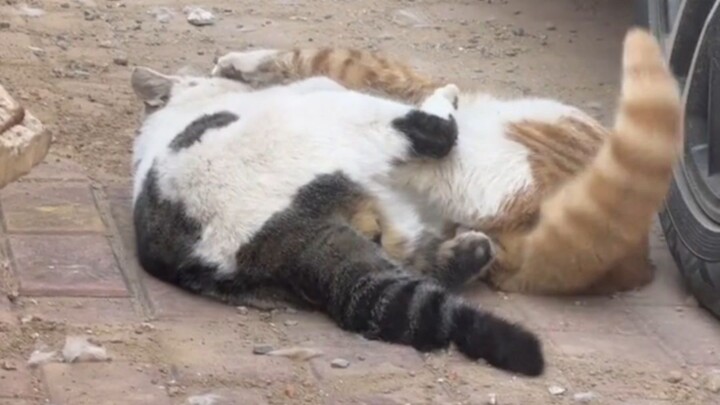 Ngay khoảnh khắc con mèo bị dọa tè ra quần là nó đã thua rồi.