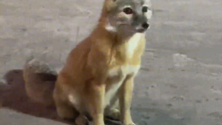 Beware of hungry dogs inside!