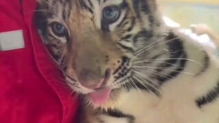 只有虎爷爷抱小老虎才能乖乖听话，别人谁都不行