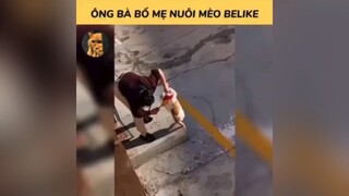 Phụ huynh mà nuôi mèo thì chúng ta ra rìa #videohai #cute