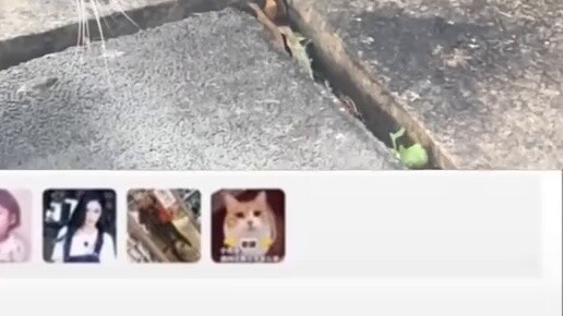 Shushu: I came out, I went back, I came out again, bite me, stupid cat!!!