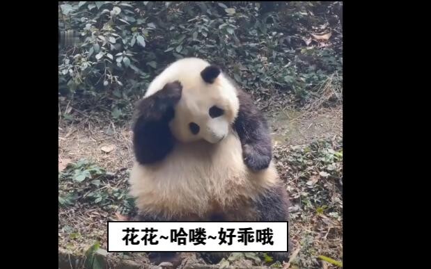 ฉากเด็ดน่ารักชวนฟินของหมีแพนด้าฮวาฮวา นางฟ้าตัวน้อยแห่งโลกมนุษย์~~~