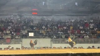 3 Hits Ulutan in Coliseo De Manila - 2nd Fight Lose