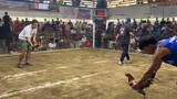 WL #2hitsulutan #sabong #sabongnation #cockfight #gallos