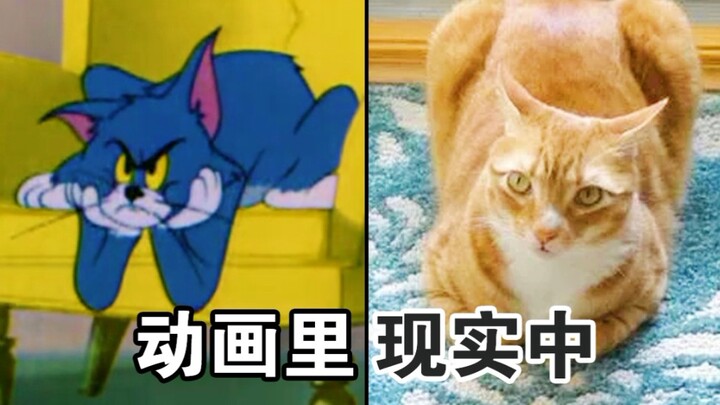 《猫和老鼠》神还原母鸡蹲！纪录片实锤对比