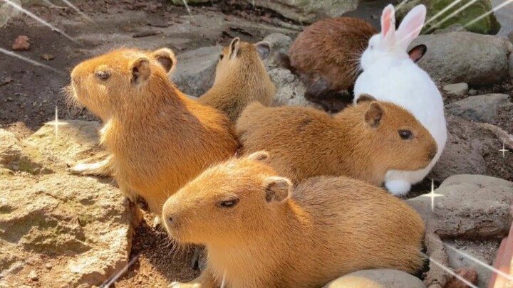 Izu Animal Kingdom: A Three-Week-Old Capybara Baby