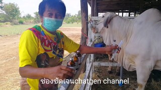 Ep 1 |ยาบำรุงหลังคลอดสูตรลุงเขียว มีอะไรบ้างไปชมกันจร้า |ช่องชัดเจน|27-4-63|