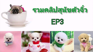 รวมคลิปสุนัขตัวจิ๋ว ep 3