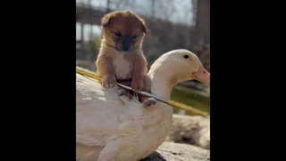 เดินมาหาแม่ๆๆๆ