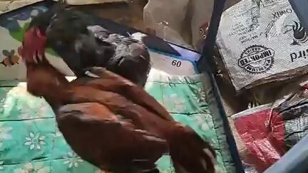 Batak lang ng batak!