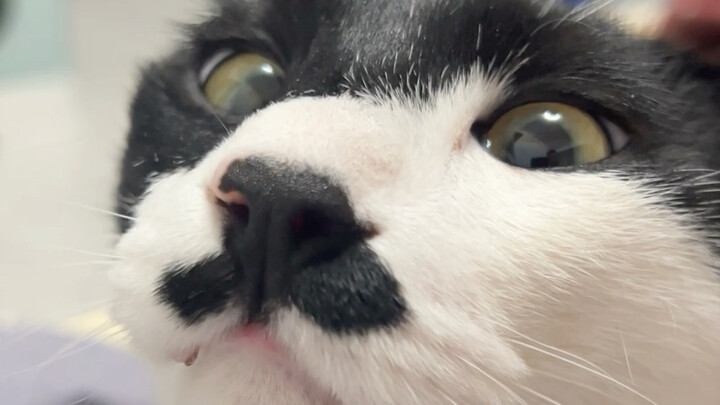 Càng nuôi mèo bò sữa càng mê!