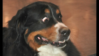 รวมคลิปตลกสุนัขกลัวตด