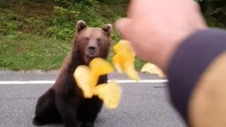 Throwing potato chips at a bear on the roadside while driving in Romania