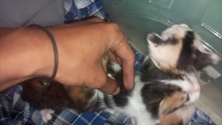 vop cwo namain kucing