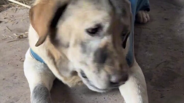 Huanhuan: I was the very tool Yu the Great used to control the floods back in the day!!