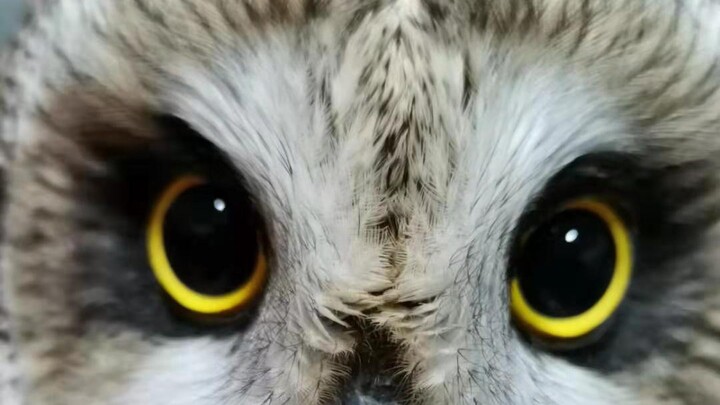 【Long-eared Owl】Your little cutie suddenly gives you a kiss~