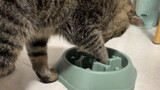 Saat saya menggunakan mangkuk makanan lambat untuk kucing saya, CPU anak kucing itu hampir habis.
