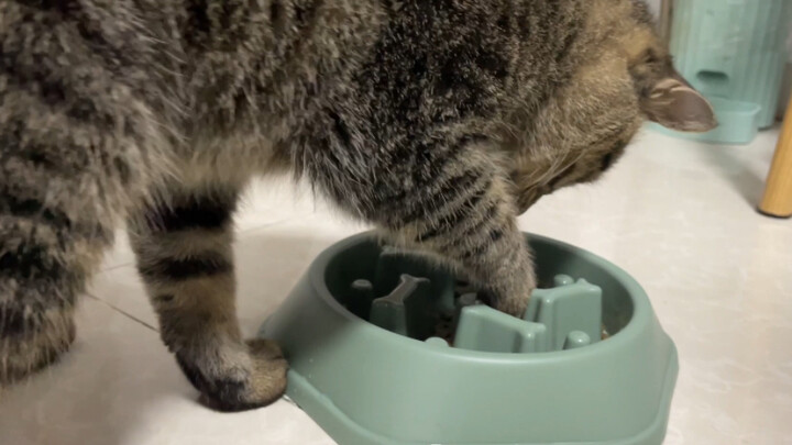 当我给饭桶猫用上慢食盆，小猫的cpu差点干烧了