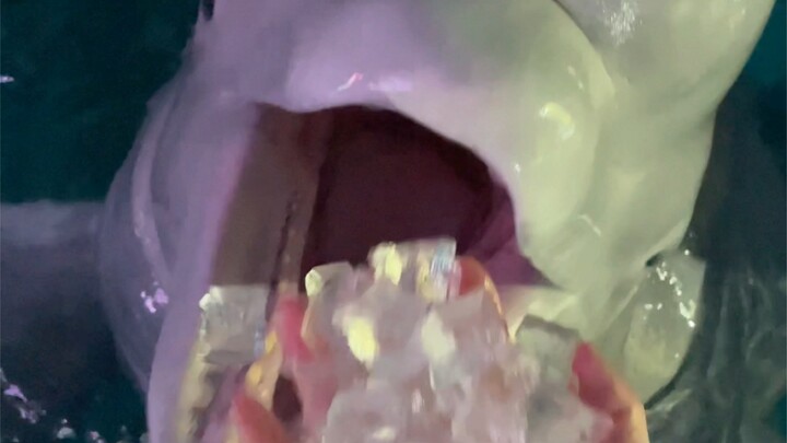 Starting to munch on ice!