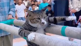 A stray calico cat learns skills on its own to secure a stable life.