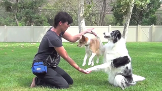 How to train Dogs - Funny Dogs เล่นกับหมา