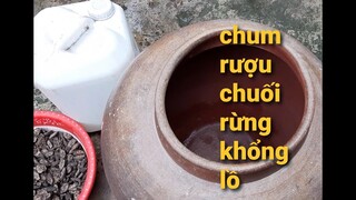 Ngâm rượu chuối rừng vào chum cổ khổng lồ