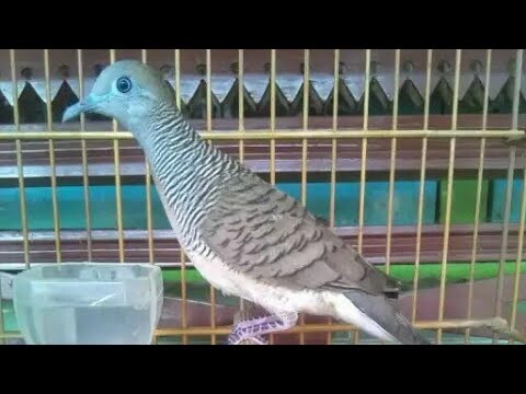 perkutut silangan bangkok dan lokal manggung gacor