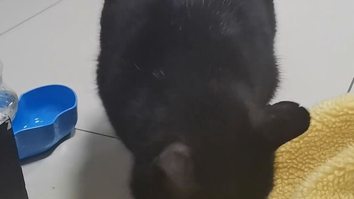"About the time the cat helped me protect my food"