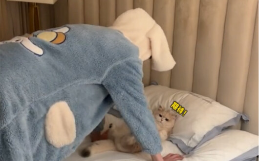 不能再颓废下去了 跟我的猫一起锻炼起来！