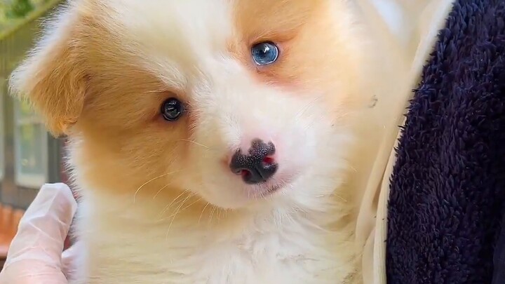 Hentikan! Anda tidak harus mempercayainya, tapi jangan bertanya mengapa anjing orang lain hidup lebi