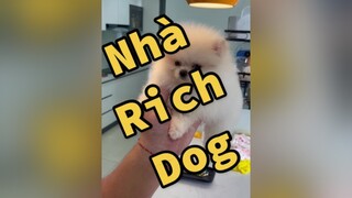 Nhà của rich doggg LearnOnTikTok thucung