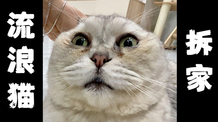 Kucing jalanan menerobos masuk ke rumah: Aku punya rencana renovasi senilai 2 juta!