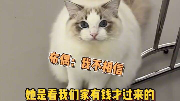 A stray calico princess and a wealthy Persian prince fall in love online—only to have their romance 