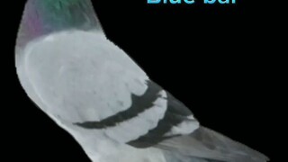 type of birds