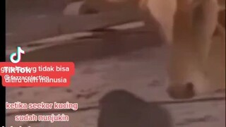 mahluk 9 nyawa