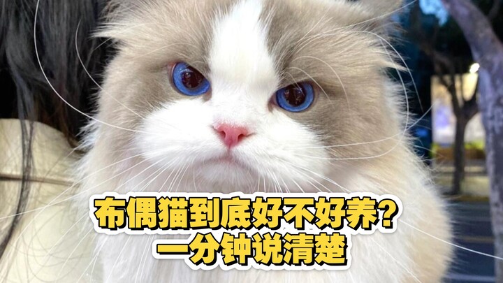 Mèo Ragdoll rốt cuộc có dễ nuôi không? Nói rõ trong một phút