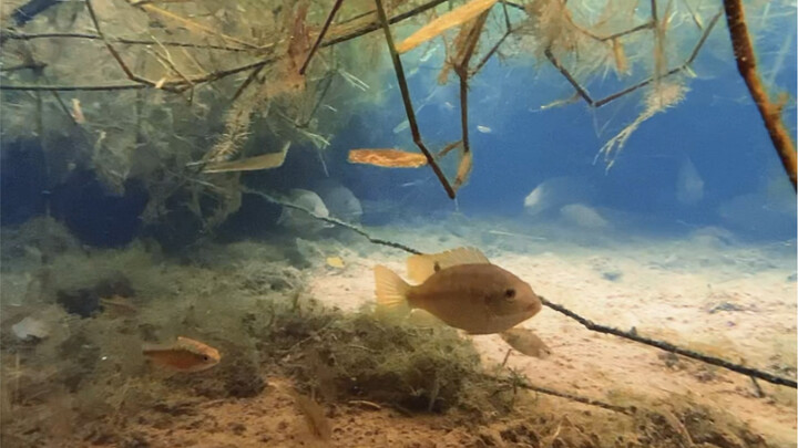 A Mini World Beneath Aquatic Plants Captured on a Phone